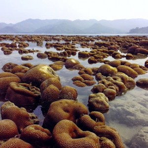 balak island arise coral